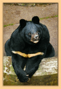 Obrázek č. 1, Výletky, No. 372 - Konopiště - medvědi
